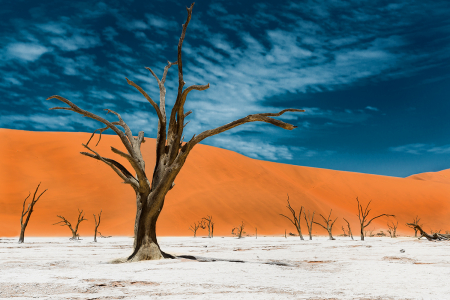 Deadvlei in Namibia - Reisefotografie